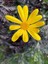 Videolu Sarı Çalı Papatyası 25-40 cm Saksılı Çiçekli Bodur Bitkiler (Euryops Pectinatus) 2
