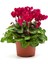 Videolu Kırmızı Sıklamen Çiçeği Fidanı 20-40 cm Saksılı Çiçekli Bodur Bitkiler Red Cyclamen 1