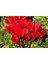 Videolu Kırmızı Sıklamen Çiçeği Fidanı 20-40 cm Saksılı Çiçekli Bodur Bitkiler Red Cyclamen 2