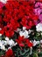Videolu Kırmızı Sıklamen Çiçeği Fidanı 20-40 cm Saksılı Çiçekli Bodur Bitkiler Red Cyclamen 3