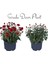 Videolu Kasımpatı Kırmızı-Turuncu 2 Adet Saksılı 15-30 cm Krizantem Çiçekli Bitki (Chrysanthemum) 1