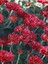 Videolu Kasımpatı Kırmızı-Turuncu 2 Adet Saksılı 15-30 cm Krizantem Çiçekli Bitki (Chrysanthemum) 3