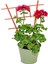 Videolu Kırmızı Sakız Sardunya (30 50 cm)1 Adet Saksılı Çiçekli Bodur Bitki Geranium 2