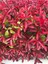 Videolu Alev Çalısı (40 60 cm)1 Adet Saksılı Dış Mekan Bitkisi Photinia Fraseri 2