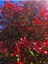 Videolu Alev Çalısı (40 60 cm)1 Adet Saksılı Dış Mekan Bitkisi Photinia Fraseri 4