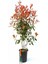 Videolu Alev Çalısı (40 60 cm)1 Adet Saksılı Dış Mekan Bitkisi Photinia Fraseri 5