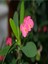 Videolu 1 Adet Pembe Renk Dikenler Tacı Çiçeği 15-35 cm Saksılı Çiçekli Bodur Bitki Euphorbia Milii 2