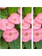 Videolu 1 Adet Pembe Renk Dikenler Tacı Çiçeği 15-35 cm Saksılı Çiçekli Bodur Bitki Euphorbia Milii 3