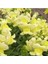 Videolu 10'lu Sarı Aslanağzı Çiçeği Fidanı 5-15 cm Tüplü Çiçekli Bodur Antirrhinum Majus 4