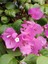 Videolu 1 Adet Pembe Begonvil Çiçeği Fidanı 40-60 cm Saksılı Çiçekli Bodur Bitkiler Bougainvillea 3