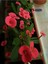 Videolu 4 Adet Karışık Renk Dikenler Tacı Çiçeği Fidanı 15-25 cm Saksılı Çiçekli Bodur Euphorbia 3