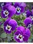 Videolu 30'lu Beyaz Mor Heraci Menekşe Çiçeği Fidanı 5-15 cm Tüplü Çiçekli Bodur Persian Violet 2