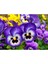 Videolu 30'lu Beyaz Mor Heraci Menekşe Çiçeği Fidanı 5-15 cm Tüplü Çiçekli Bodur Persian Violet 3