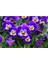 Videolu 30'lu Beyaz Mor Heraci Menekşe Çiçeği Fidanı 5-15 cm Tüplü Çiçekli Bodur Persian Violet 4