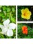 Videolu 3'lü Karışık Renk Japon Gülü Çiçeği 20-30 cm Tüplü Çiçekli Bodur Bitki (Camellia Japonica) 1