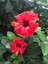 Videolu 3'lü Karışık Renk Japon Gülü Çiçeği 20-30 cm Tüplü Çiçekli Bodur Bitki (Camellia Japonica) 2