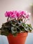 Videolu 1 Adet Pembe Sıklamen Çiçeği Fidanı 20-40 cm Saksılı Çiçekli Bodur Bitkiler Cyclamen 1