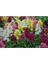 Videolu 10'lu Karışık Renk Aslanağzı Çiçeği Fidanı 5-15 cm Tüplü Çiçekli Bodur Antirrhinum Majus 4