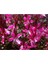 Videolu 1 Adet Pembe Renk Gaura Çiçeği Fidanı 15-45 cm Tüplü Çiçekli Bodur Bitkiler Lindheimeri 4