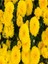 Videolu 1 Adet Sarı Renk Kasımpatı Çiçeği 15-25 cm Saksılı Çiçekli Bodur Bitkiler Chrysanthemum 2