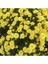 Videolu 1 Adet Sarı Renk Kasımpatı Çiçeği 15-25 cm Saksılı Çiçekli Bodur Bitkiler Chrysanthemum 3