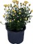 Videolu 1 Adet Sarı Renk Kasımpatı Çiçeği 15-25 cm Saksılı Çiçekli Bodur Bitkiler Chrysanthemum 4