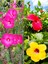 Videolu 3 Renk Japon Gülü (30 50 cm)3 Adet Saksılı Çiçeki Dış Mekan Bitkisi Hibiscus Rosa-Sinensis 1