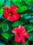 Videolu 3 Renk Japon Gülü (30 50 cm)3 Adet Saksılı Çiçeki Dış Mekan Bitkisi Hibiscus Rosa-Sinensis 4