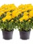 Videolu Sarı Kasımpatı 2 Adet Saksıda 15-30 cm Çiçekli Bitki Krizantem (Chrysanthemum) 1
