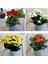 Videolu Karışık Renk Kalanchoe Çiçeği (Emel Hanım) 4lü Set Saksılı Çiçekli Bodur Mix Kalanchoe 1
