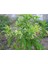Videolu Kokulu Melisa Çiçeği Fidanı 30-45 cm Saksılı Çiçekli Bodur Bitkiler Lemon Balm 2