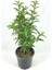 Videolu Kokulu Melisa Çiçeği Fidanı 30-45 cm Saksılı Çiçekli Bodur Bitkiler Lemon Balm 3