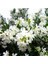 Videolu Beyaz Zakkum Çiçeği 40-70 cm Saksılı Çiçekli Bodur Bitkiler White Oleander 1