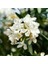Videolu Beyaz Zakkum Çiçeği 40-70 cm Saksılı Çiçekli Bodur Bitkiler White Oleander 2