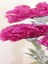 Videolu 1 Adet Kokulu Pembe Karanfil Çiçeği 15-30 cm Tüplü Çiçekli Bodur Bitkiler Carnation 2