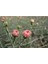 Videolu 1 Adet Kokulu Pembe Karanfil Çiçeği 15-30 cm Tüplü Çiçekli Bodur Bitkiler Carnation 5