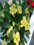 Videolu 1 Adet Mini Sarı Renkli Dikenler Tacı Çiçeği 5-15 cm Saksılı Çiçekli Bodur Euphorbia Milii 2
