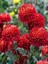 Videolu 2'li Turuncu/kırmızı Renk Kasımpatı Çiçeği 15-25 cm Saksılı Çiçekli Bodur Chrysanthemum 3