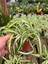 Videolu 1 Adet Kurdele Çiçeği 20-30 cm Saksılı Çiçekli Bodur Bitkiler (Chlorophytum Comosum) 1