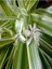 Videolu 1 Adet Kurdele Çiçeği 20-30 cm Saksılı Çiçekli Bodur Bitkiler (Chlorophytum Comosum) 2