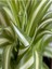 Videolu 1 Adet Kurdele Çiçeği 20-30 cm Saksılı Çiçekli Bodur Bitkiler (Chlorophytum Comosum) 3