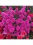 Videolu 1 Adet Pembe Renk Kasımpatı Çiçeği 15-25 cm Saksılı Çiçekli Bodur Bitkiler Chrysanthemum 3