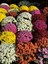 Videolu 1 Adet Pembe Renk Kasımpatı Çiçeği 15-25 cm Saksılı Çiçekli Bodur Bitkiler Chrysanthemum 4