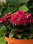 Videolu Kırmızı Ortanca (30 60 cm)1 Adet Saksılı Çiçekli Bodur Bitki Hydrangea Macrophylla 1