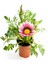 Pembe Beyaz-Sarı-Pembe Renk Gazanya Çiçeği 3 Adet Saksılı 10-20 cm Balkon Çiçeği 2