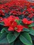 Videolu Kırmız Atatürk Çiçeği – Ponsetya 1 Adet Saksılı 40-70 cm Ofis Bitkisi (Poinsettia) 1