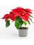 Videolu Kırmız Atatürk Çiçeği – Ponsetya 1 Adet Saksılı 40-70 cm Ofis Bitkisi (Poinsettia) 3