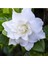 Videolu Efsane Kokulu Hediyelik 1 Adet Gardenya Çiçeği Saksılı 30-45 cm (Gardenia Flower) 2