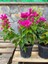 Begonvil Fidanı 40-60 cm - Fuşya Bougainvillea 2
