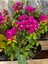 Begonvil Fidanı 40-60 cm - Fuşya Bougainvillea 3